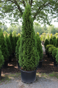 Arborvitae Steeple Chase narrow columnar evergreen in nursery container