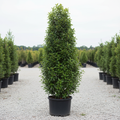 Tupelo Tower™ Blackgum tree in nursery container with narrow columnar upright form and glossy dark green foliage