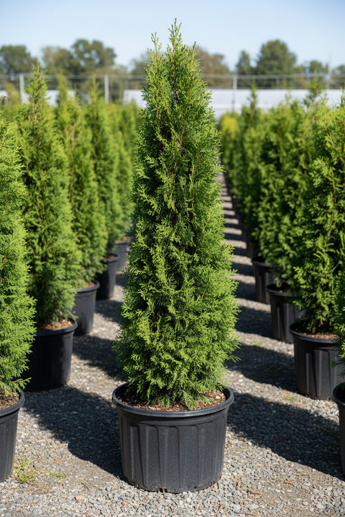 North Pole Arborvitae extremely narrow columnar evergreen in nursery container