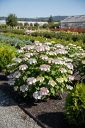 Tuff Stuff mountain hydrangea in full bloom with blue to pink lacecap flowers