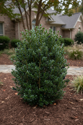 Inkberry Holly Shamrock