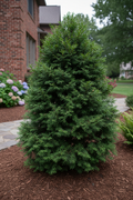 Well's Special Hinoki False Cypress