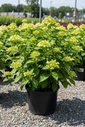 Little Lime panicle hydrangea in black nursery pot with small lime green cone-shaped panicles