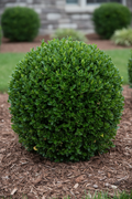 Buxus Green Velvet Boxwood