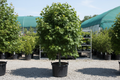Brandywine Red Maple tree nursery stock photo
