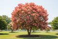 Tuscarora crape myrtle with vivid coral-pink blooms in large upright tree form
