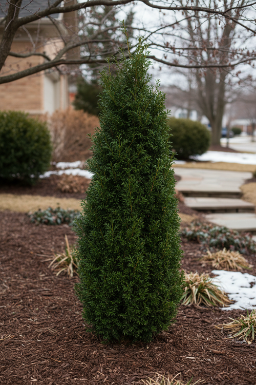 North Pole Arborvitae