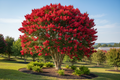 Red Rocket crape myrtle with vivid bright red blooms in large upright tree form
