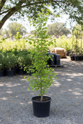 Ginkgo biloba Maidenhair Tree in black nursery pot with distinctive fan-shaped green leaves at garden center