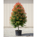 Wildfire Blackgum tree in nursery container with striking red-orange new growth and glossy dark green foliage