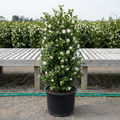 Camellia Autumn Rocket White in black nursery trade container, upright columnar evergreen shrub with glossy dark green leaves and white flowers, outdoor nursery lot background