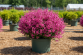 Beyond Pink'd Bluebeard Caryopteris with bright pink flowers in full bloom, compact mounded habit in nursery setting
