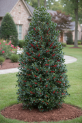 Needlepoint Holly