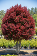 Crape Myrtle LINEBACKER large red leaf nursery stock