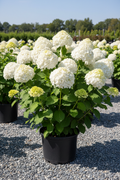 Incrediball Storm Proof smooth hydrangea in black nursery pot with large white flower balls on strong upright stems