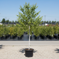 Jacquemontii Birch in nursery container with brilliant white chalky bark and delicate green leaves