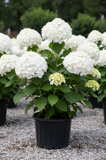Incrediball smooth hydrangea in black nursery pot with enormous round white mophead flower balls
