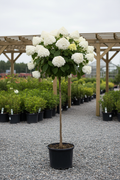 Tree Form Hydrangea in black nursery container with large white mophead flowers on single trunk