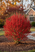Berry Heavy Winterberry Holly