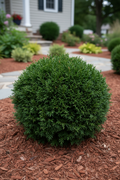 Tater Tot Arborvitae