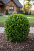 Boxwood Green Gem