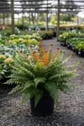 Brilliance Autumn Fern in black nursery pot showing vivid orange-red new fronds at garden center
