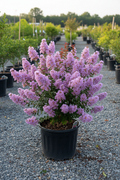 Thunderstruck Lavender Skies Crape Myrtle in black nursery pot at garden center