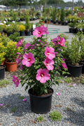 Althea Dark Pink Rose of Sharon in black nursery pot with deep pink flowers at garden center