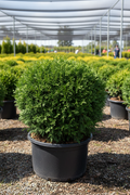 Arborvitae Planet Earth rounded dwarf evergreen in nursery container