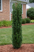 Sky Pencil Holly