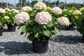 Blushing Bride Bigleaf Hydrangea white to pink mophead blooms nursery stock photo