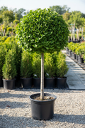 Ginkgo biloba tree on standard topiary form in 3 gallon black nursery pot with fan-shaped green leaves at garden center