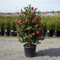 Camellia Greensboro Red in black nursery trade container, upright evergreen shrub with glossy dark green leaves and rich deep red semi-double flowers, outdoor nursery lot background