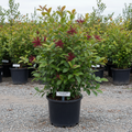 Calycanthus floridus Carolina Sweetshrub in black nursery trade container, upright deciduous shrub with glossy dark green leaves and burgundy-red fragrant flowers, outdoor nursery lot background