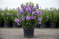 Althea 'Ardens' Rose of Sharon with double purple-lavender flowers in black nursery container