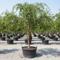 Bosque Elm tree in large black nursery trade container, upright deciduous shade tree with graceful arching branches, small glossy leaves, and attractive mottled exfoliating bark, outdoor nursery lot background