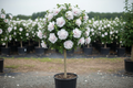Althea 'Blushing Bride' Rose of Sharon in tree form with double white flowers in black nursery container