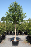 Heritage River Birch 12 feet tall with creamy white exfoliating bark in a large nursery container