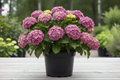Let's Dance Lovable Bigleaf Hydrangea in full bloom