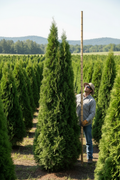 Tall 12-foot American Pillar Arborvitae towering above other arborvitae trees in a field nursery