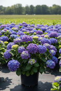 Wee Bit Grumpy bigleaf hydrangea in full bloom with rich blue-purple mophead flowers