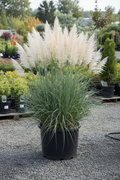 Pampas Grass in black nursery pot with arching blue-green blades and tall fluffy silvery-white plumes at garden center