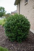 Hoogendorn Holly
