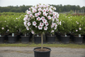 Althea 'Lady Stanley' Rose of Sharon in tree form with soft pink semi-double flowers in black nursery container