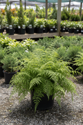 Southern River Fern in black nursery pot with graceful light green arching fronds at garden center