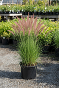 Karl Foerster Feather Reed Grass in black nursery pot with tall upright clumps and feathery plumes at garden center