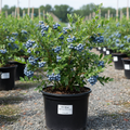 Tif Blue blueberry bush in 3-gallon nursery container