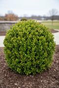 Boxwood Winter Gem