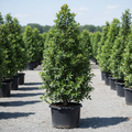 Blackgum tree in nursery container with upright pyramidal form and glossy dark green foliage, approximately 8 feet tall