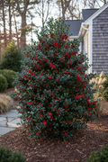 Blue Holly